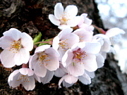sakura.jpg