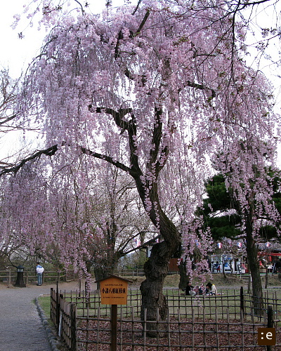 sakura-.jpg