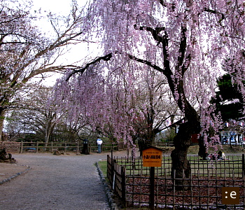 sakura-2.jpg