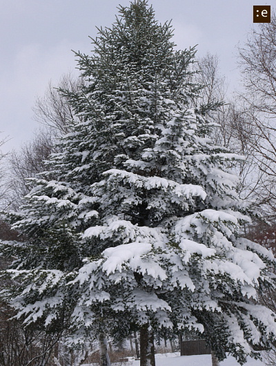 z-tree2.jpg