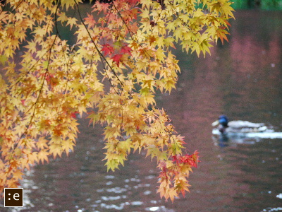 P1050152.jpg