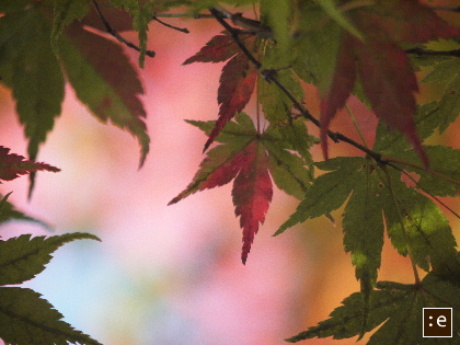 0-momiji.jpg