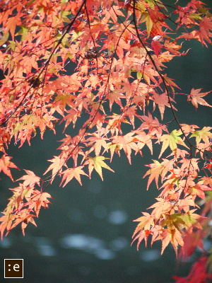 0-momiji6.jpg